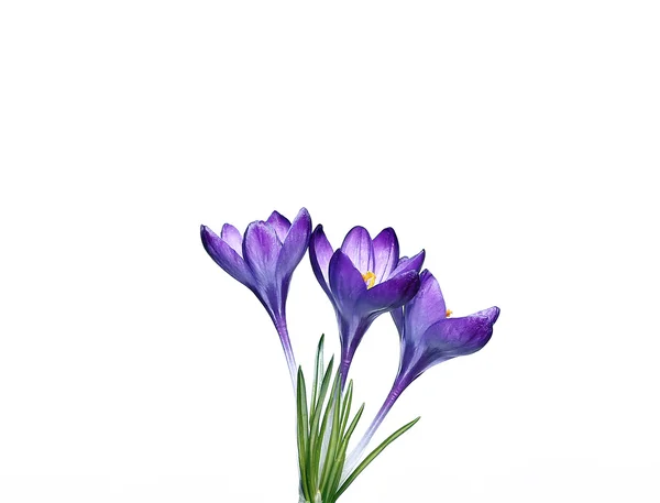 Violet flowers of crocus isolated — Stock Photo, Image