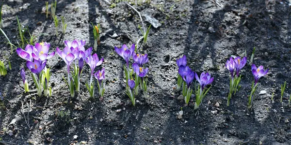 Violet flowers of crocus in the garden — Stock Photo, Image