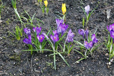 Bahçe Iridaceae mor çiçekler
