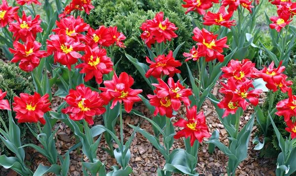 Много ярко-красных тюльпанов — стоковое фото
