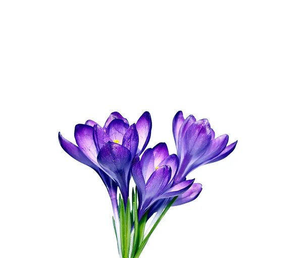 Violetta blommor av Krokus isolerade — Stockfoto