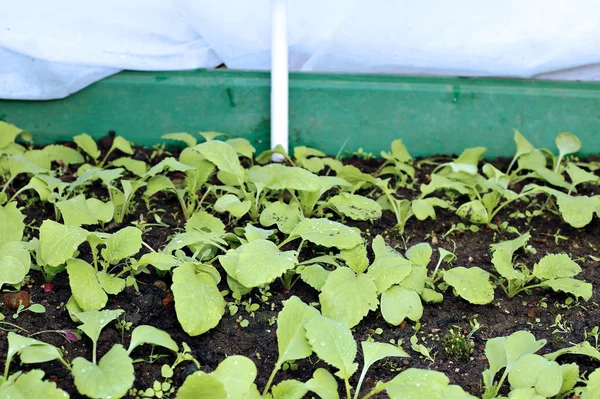 De gardenbed met radijs spruiten, beschut witte geotextiel — Stockfoto