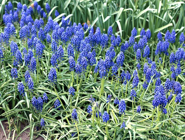 Много голубых цветов мускари в солнечный день — стоковое фото