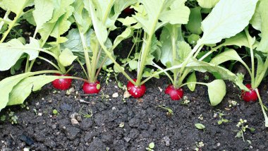 Taze kırmızı turp yaprakları ile