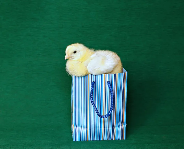 Nestling little yellow chick in blue gift pack — Stock Photo, Image