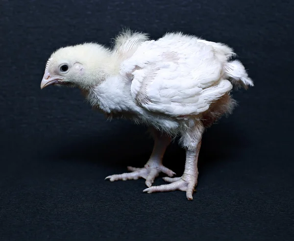 Jeune poulet à griller — Photo