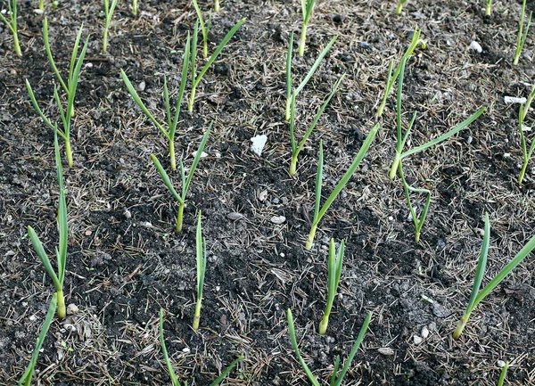 Vegetable bed for plants of growing garlic — Stock Photo, Image