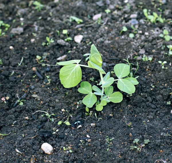 野菜のグリーン ピースの苗 — ストック写真