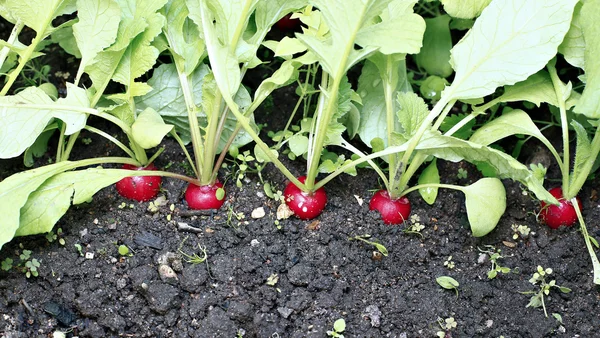 Verse rode radijs met bladeren — Stockfoto