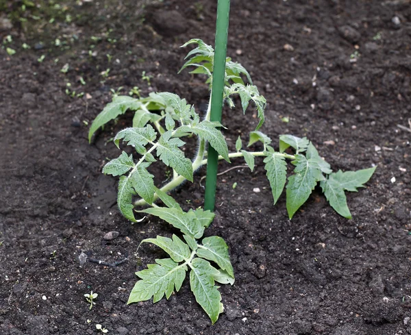 Ung tomatplante voksende - Stock-foto