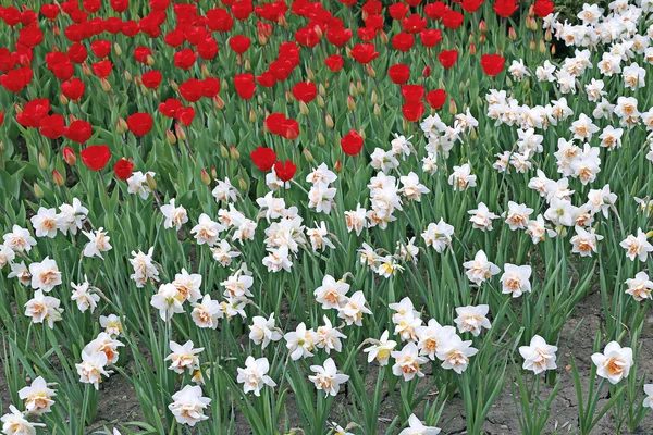 Muchas flores de narciso blanco y tulipanes rojos en el macizo de flores —  Fotos de Stock