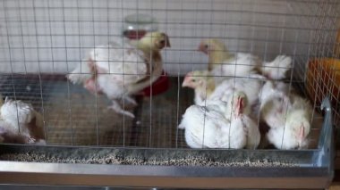 Birkaç tavuk yemek içinde belgili tanımlık kafes çiftlikte yem kombine