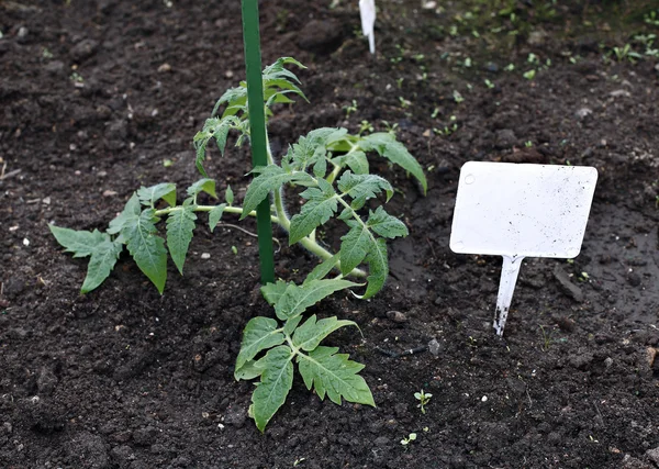 Planta de tomate jovem crescendo — Fotografia de Stock