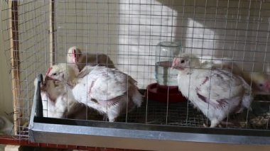 Birkaç tavuk yemek kombine video kafeste beslemek