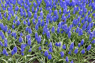 Arka plan mavi muscari çiçek