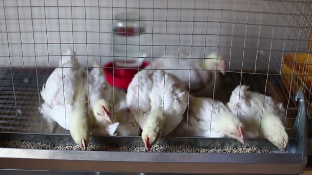 Vídeo de unos pollos comiendo alimento combinado en la jaula — Vídeo de stock