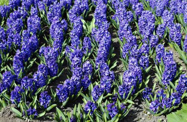 Arka plan mavi sümbül çiçek