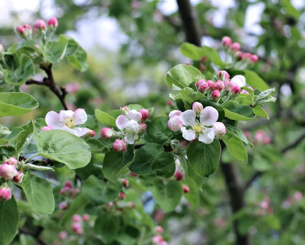 Blooming flowers on the apple branch — Stock Photo, Image