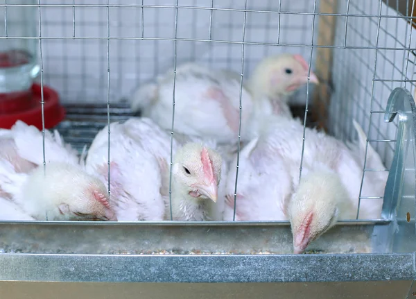 Pocos pollos comiendo pienso combinado en la jaula — Foto de Stock