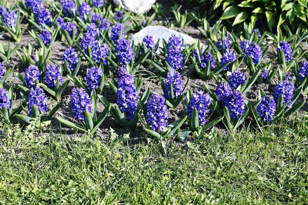 Голубые гиацинтовые цветы в солнечный день — стоковое фото