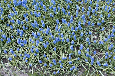 Arka plan mavi muscari çiçek