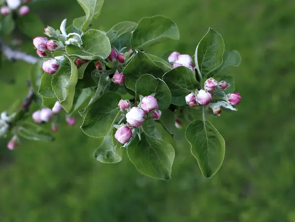 Blooming flowers on the apple branch — Stock Photo, Image