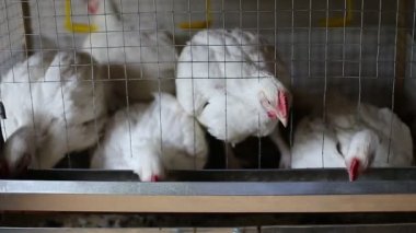 İçinde belgili tanımlık kafes çiftlikte birkaç tavuk yemek kombine video besleme