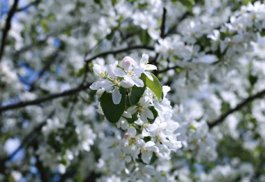 erken baharda çiçek açması elma dalı