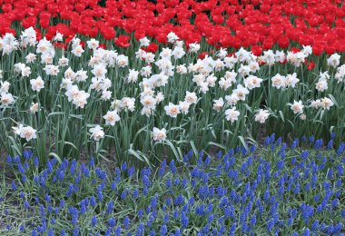 Üç renkli çiçekler kırmızı lale, beyaz nergis ile flowerbed