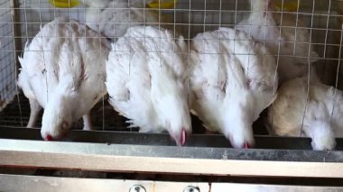 İçinde belgili tanımlık kafes çiftlikte birkaç tavuk yemek kombine video besleme