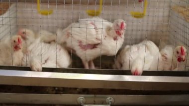 İçinde belgili tanımlık kafes çiftlikte birkaç tavuk yemek kombine video besleme