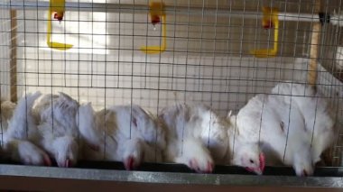 İçinde belgili tanımlık kafes çiftlikte birkaç tavuk yemek kombine video besleme