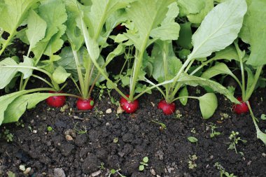 Taze kırmızı turp yaprakları ile