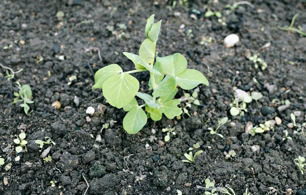 野菜のグリーン ピースの苗 — ストック写真