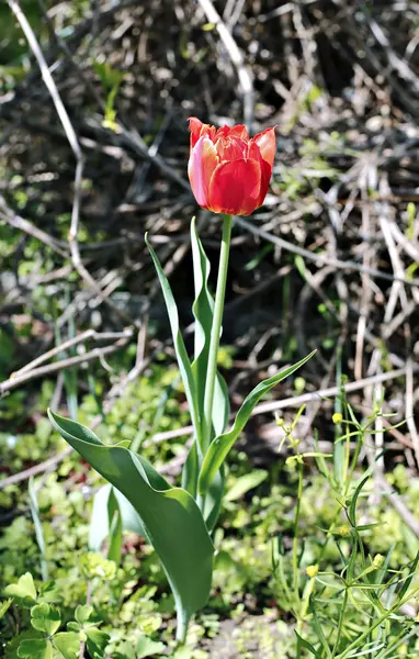 Beautiful red tulip on the flowerbed in the garden — Stock Photo, Image