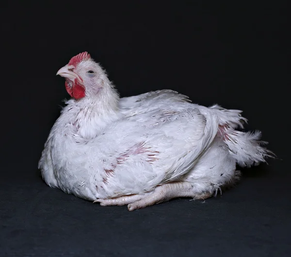 Filhote de frango — Fotografia de Stock