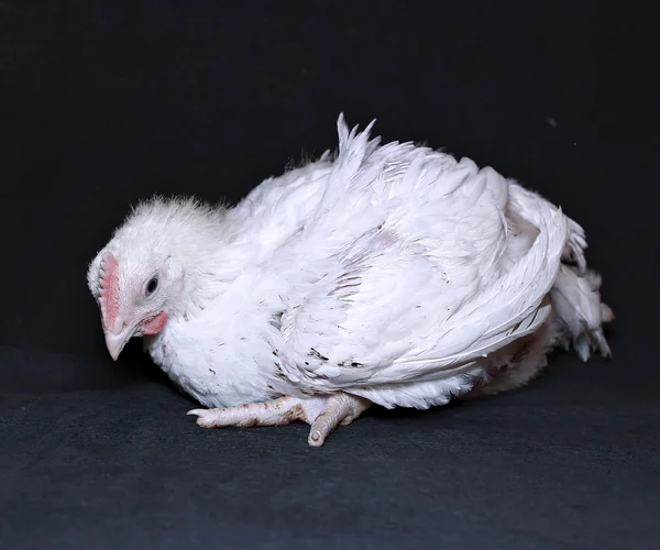 Jeune poulet à griller — Photo