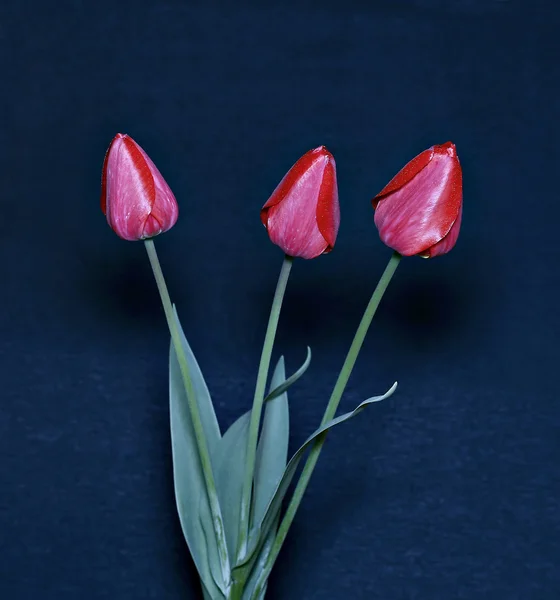 Bouquet of red tulips isolated — Stock Photo, Image