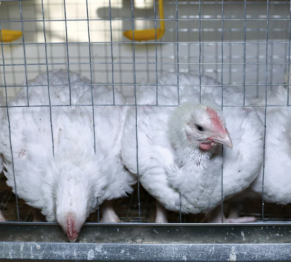 Pocos pollos comiendo pienso combinado en la jaula — Foto de Stock