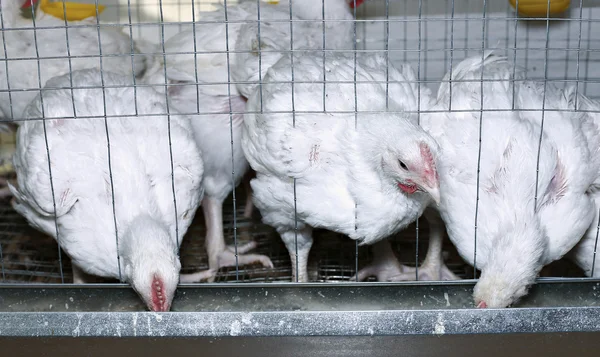 Pocos pollos comiendo pienso combinado en la jaula — Foto de Stock