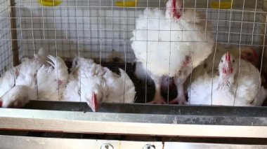 İçinde belgili tanımlık kafes çiftlikte birkaç tavuk yemek kombine video besleme