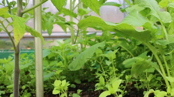 Video v zeleninové skleníku z průhledného polykarbonátu — Stock video