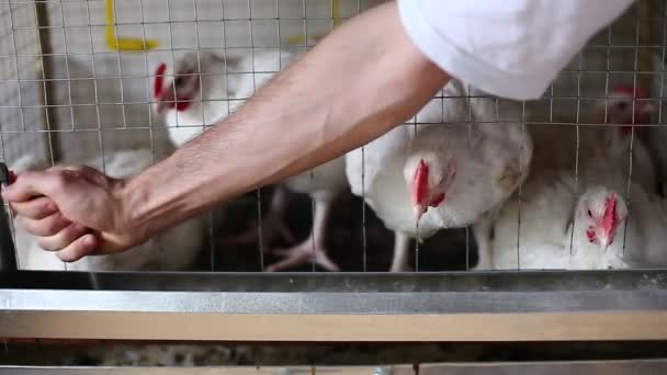 Pocos pollos comiendo pienso combinado en la jaula de la granja — Vídeos de Stock