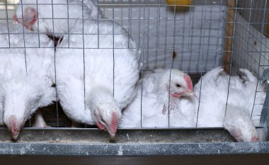 Birkaç tavuk yemek içinde belgili tanımlık kafes besleme kombine