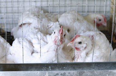Birkaç tavuk yemek içinde belgili tanımlık kafes besleme kombine