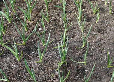 sarımsak büyüyen Sebze yatak