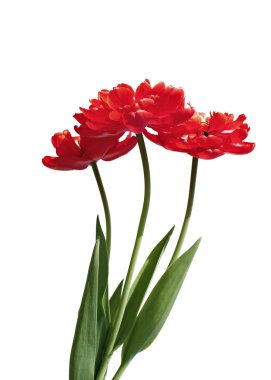 Kırmızı terry, izole multilobal Lale buketi