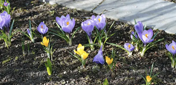 Violet flowers of crocus in the garden — Stock Photo, Image