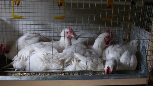 Vidéo quelques poulets mangeant des aliments combinés dans la cage de la ferme — Video