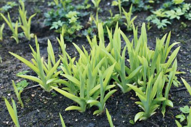 Genç daylily bahçe içinde bitkiler.